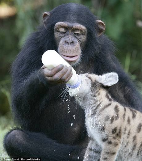 Šimpanzice se o mládě pumy stará vskutku příkladně